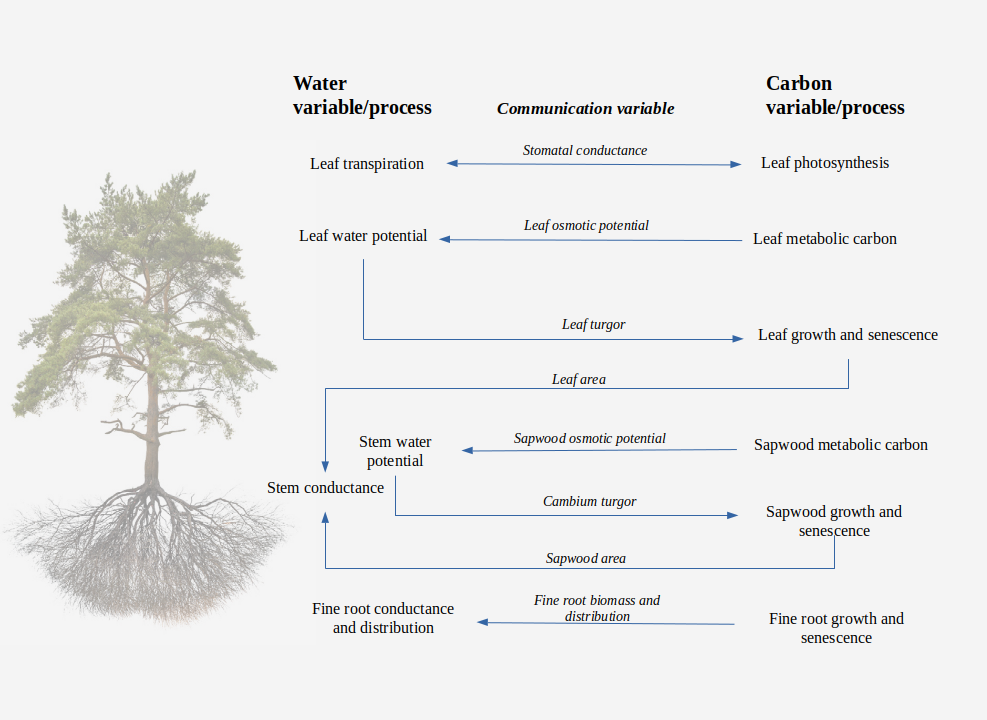 Schematic representation of relationships between water balance (advanced model) and carbon balance. Relationships within water or carbon balances have been omitted
