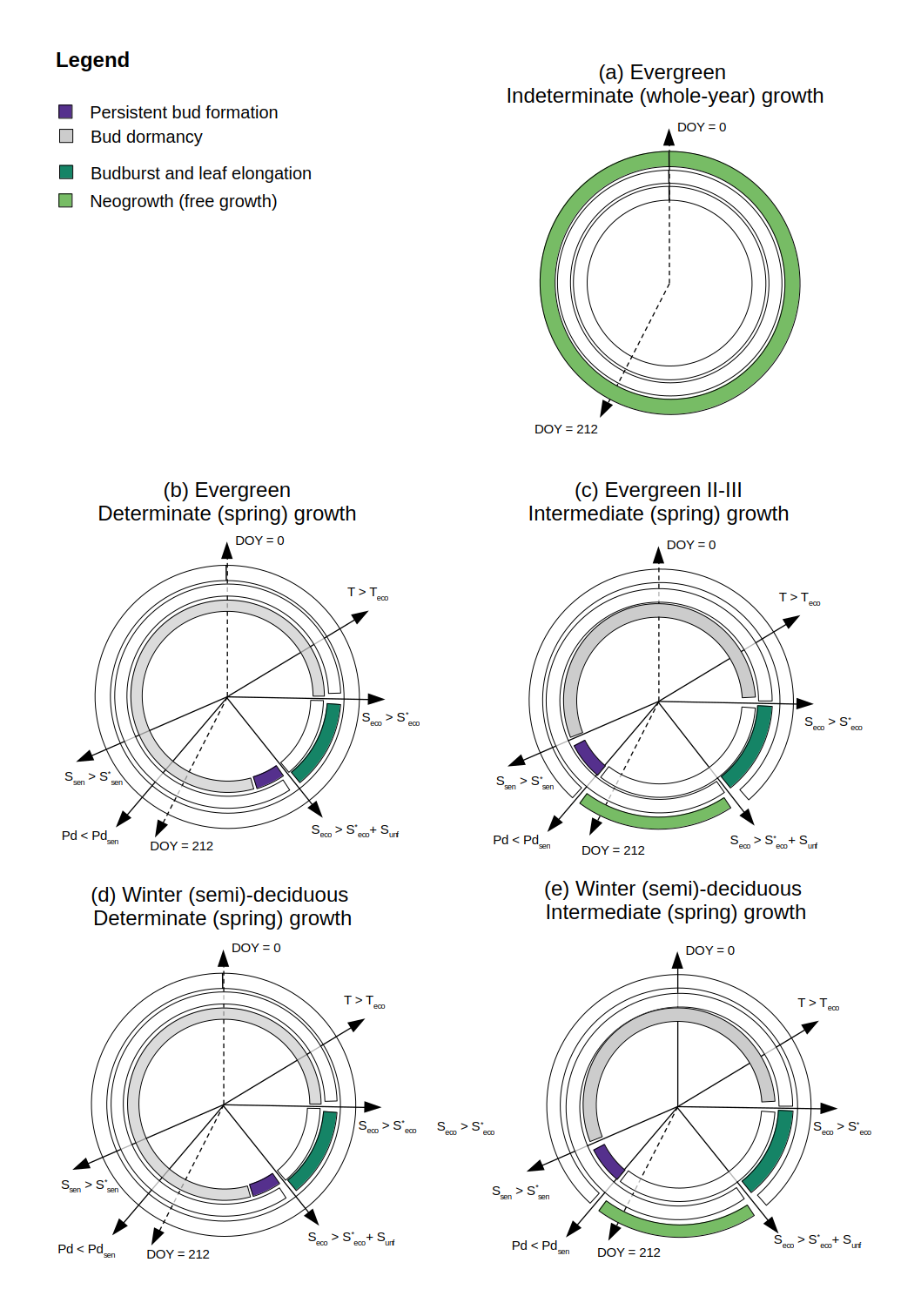 Schematic representation of processes and timings for different primary growth phenology types